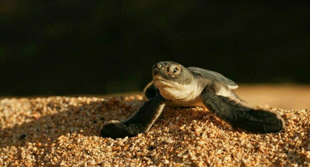 Green turtle hatchling - Sam Weber