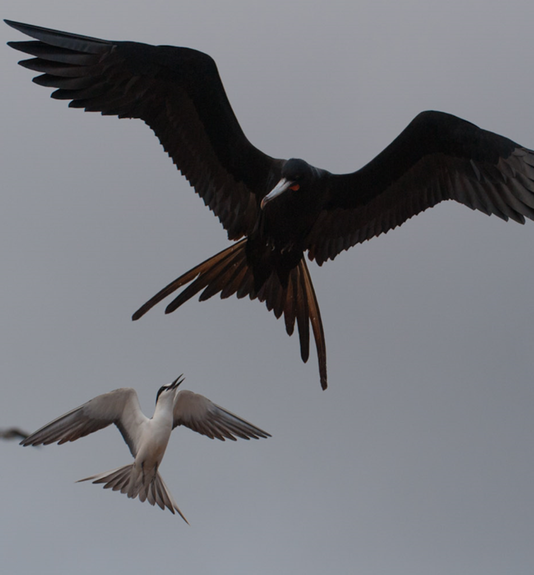 Ascension frigatebird and sooty tern - AIGCFD