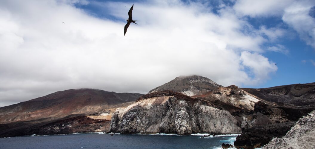 Frigatebird - Matt Wall