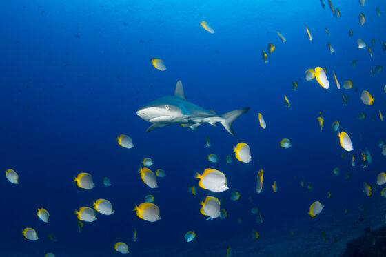 Galapagos shark and St Helena Butterflyfish - Jude Brown