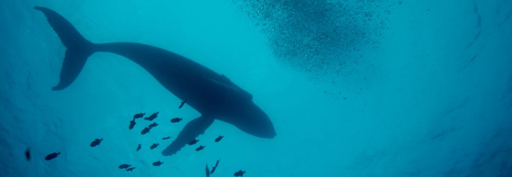 Humpback Whale - Simon Browning