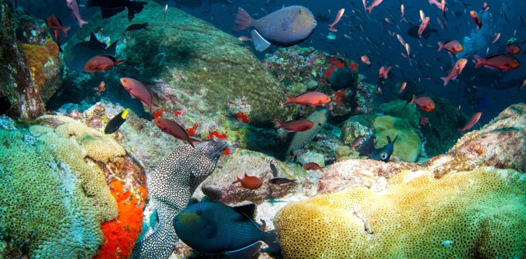 Shallow water habitat - Steve Brown