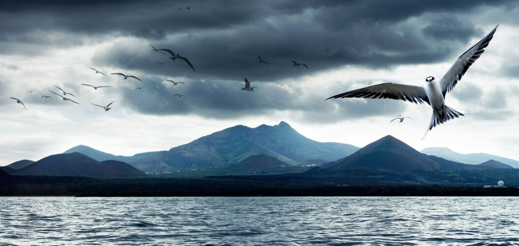 Sooty tern - Alamy