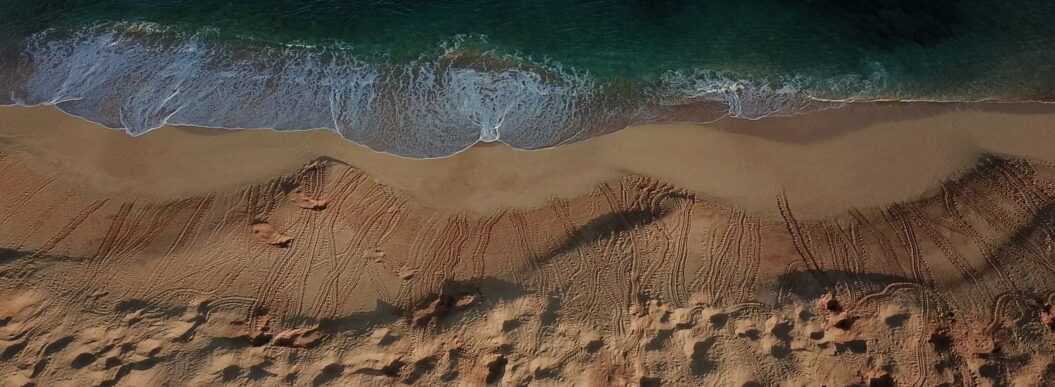 Turtle nests on Long Beach - Matt Wall